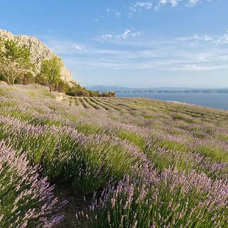 Gasthof Comfort Studio Lavander Podgora (Split-Dalmatia)